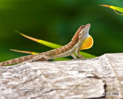 Brown Anole Gecko.jpg