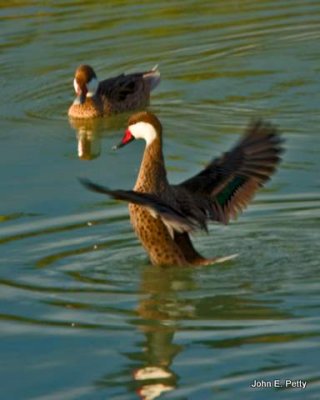 White-cheeked Pintail