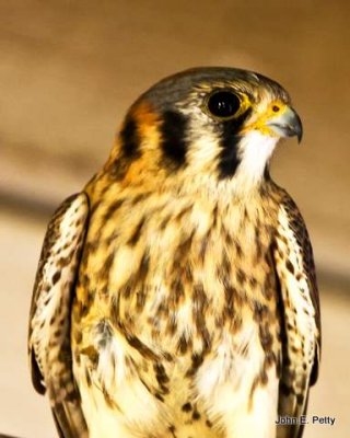 American Kestrel