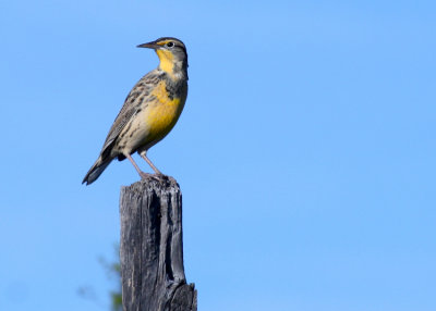 Meadowlark