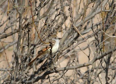 Ash-throated Flycatcher