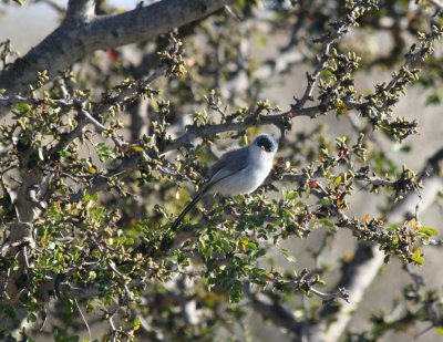 Black-tailed Gnatcatcher