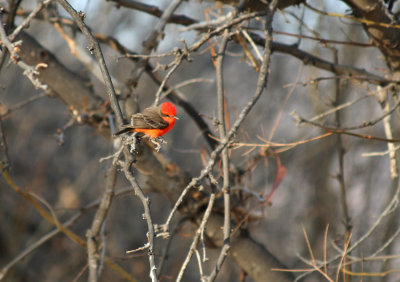 Vermillion Flycatcher