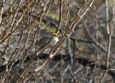 Verdin