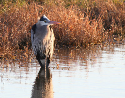 Great Blue Heron, Key Ranch pond