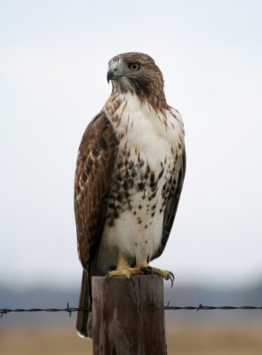 Red-tailed Hawk, Key Ranch Road