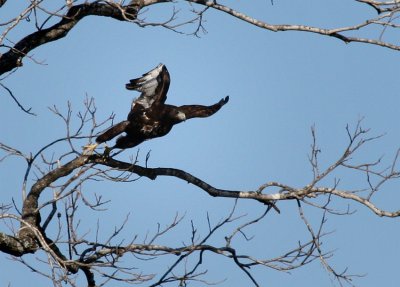 Harlan's Red-tailed Hawk