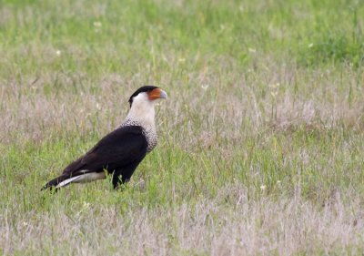 Northern Caracara, Key Ranch