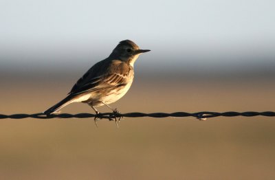  American Pipit