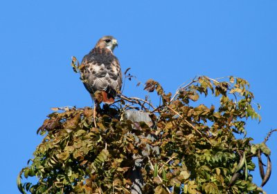 Red-tailed Hawk, Key Ranch