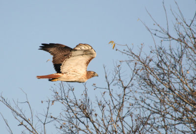 Red-tailed Hawk, Navarro County