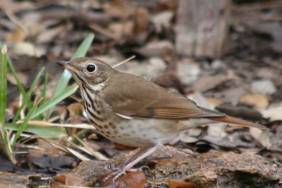 Hermit Thrush, Bexar County