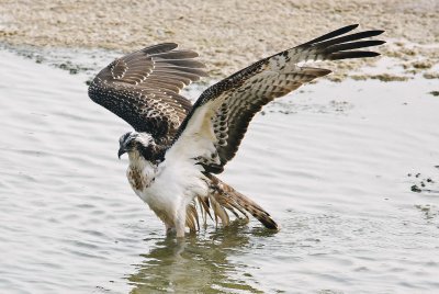 Osprey.jpg