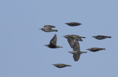 Starling