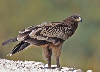 Greater-Spotted-Eagle