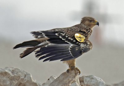 Eastern Imperial Eagle.