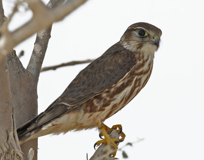 Merlin