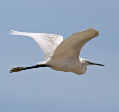 Egret