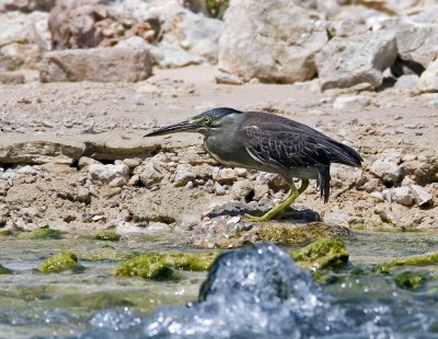 Striated Heron