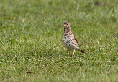 Song Thrush.jpg.