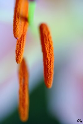 Stamens