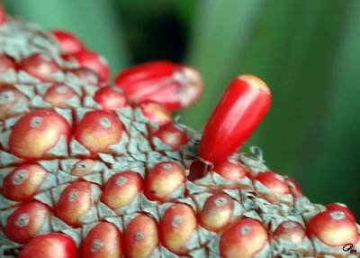 Red Protuberance