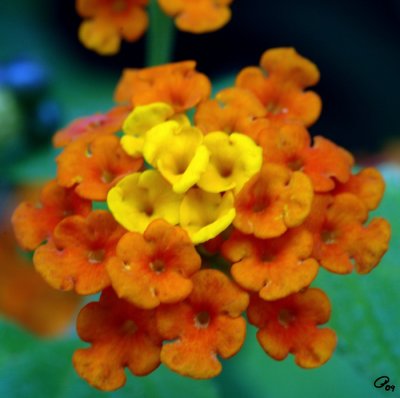 Yellow In Orange