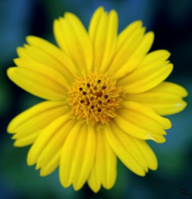 Flower In Sun Costume