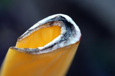 Close-Up Photography