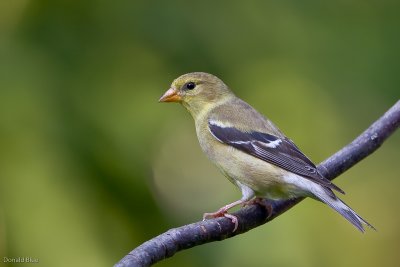 7B7D6247.jpg