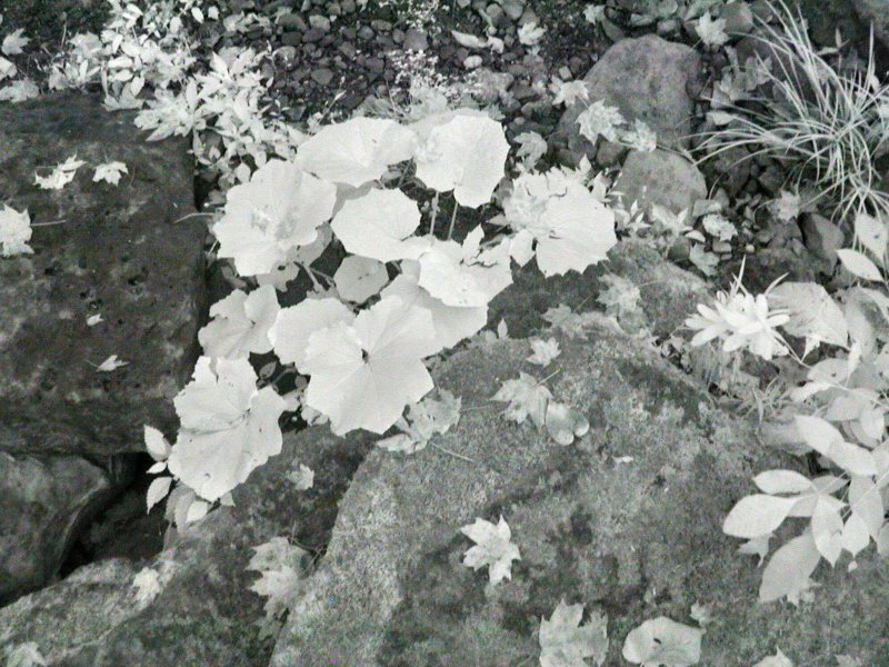 ASTABULA_09_24_08_002.JPG