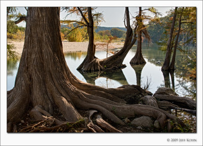 Cypress Trunks and Roots, Frio River