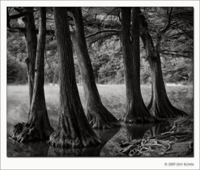 Trees, Mist, and Reflections, Frio River