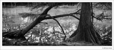 Flood-Damaged Tree, Frio River