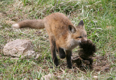 Kit with a meal