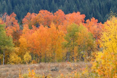 Teton fall colors