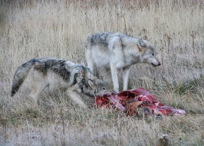 Wolves on carcass