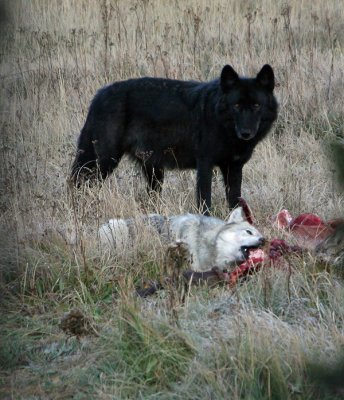 Wolves on carcass