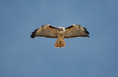 Red-Tailed hawk