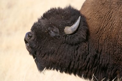 Bull Bison