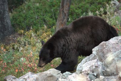 Cinnamon bear