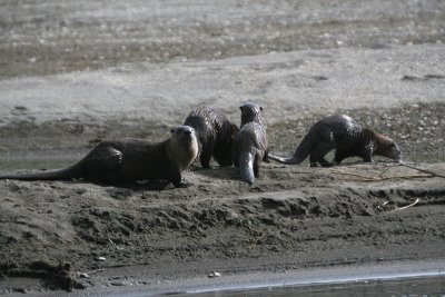 Otters