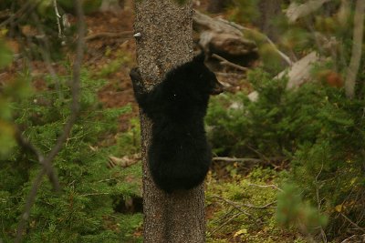 Cub in tree