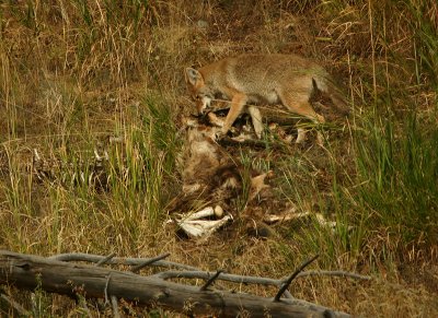 Coyote on a carcass