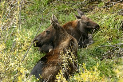 Moose mom and calf