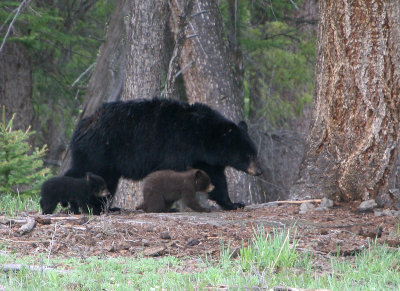 Rosie and her cubs