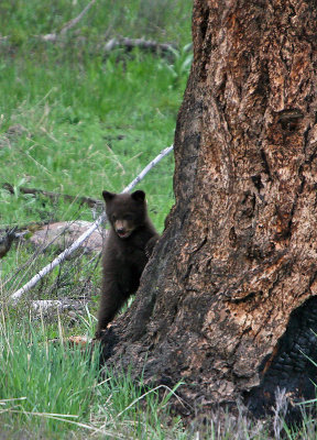 Peeking brown cub