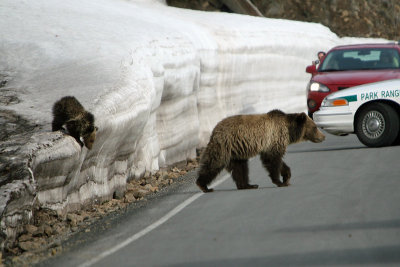 Griz and cub crossing the road