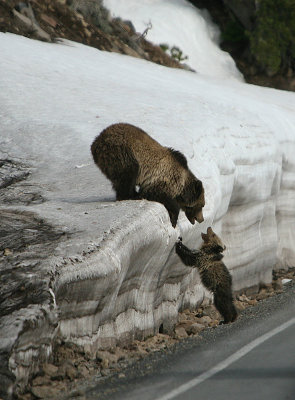 Poor cubbie cant get on the snowbank