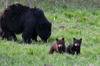 Rosie and her cubs